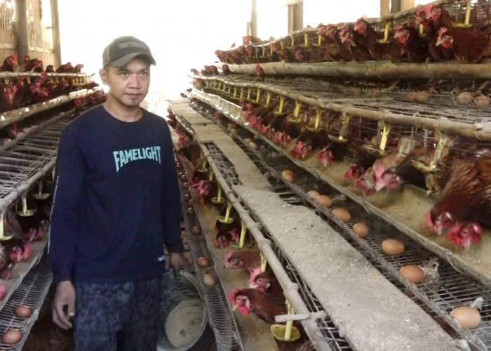 Harga Telur Anjlok di Kebumen, Peternak Menjerit Saat Produksi Justru Melimpah