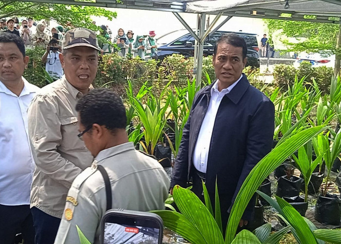 Menteri Pertanian Amran Tinjau Nurseri Kelapa Batang, Cek Bibit Unggul Gratis untuk Rakyat
