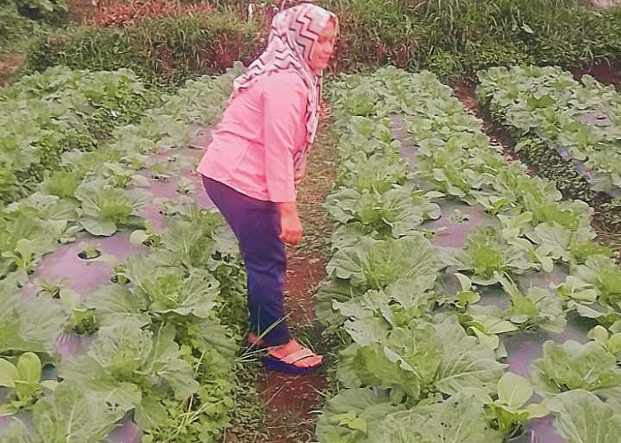 Harga Anjlok, Petani Biarkan Kubis Busuk di Lahan Pertanian 