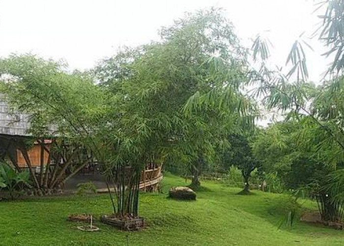 Ini Dia Tempat Wisata Bukit Bambu yang Menjadi Edukasi Ramah Lingkungan di Cirebon