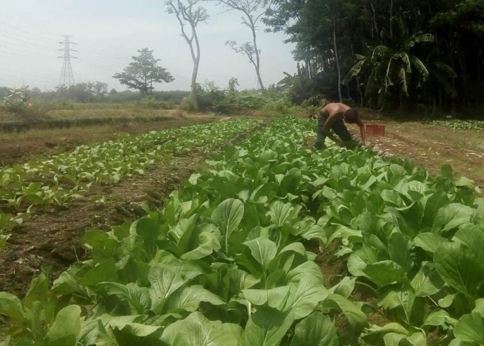 Kesulitan Air Mulai Dirasakan Petani Sayur, Produktivitas Terancam 