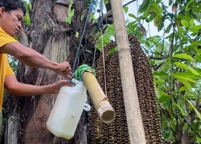 Tak Hanya Mebel Ukiran, Potensi Aren Jepara Bisa Jadi Mesin Cuan