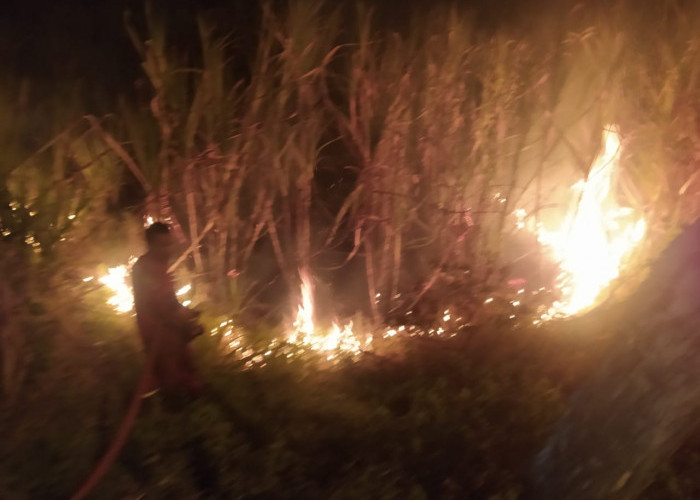 Lahan Tebu di Kramat Tegal Terbakar, Kandang Ayam dan Kebun Jati Jadi Sasaran