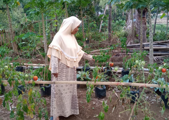 Harga Tomat di Lereng Gunung Slamet Kabupaten Pemalang Mahal dan Sulit Didapat