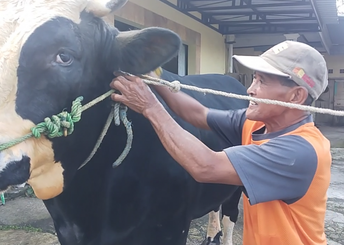 Dewomu, Sapi 1 Ton Asal Noborejo Salatiga Dibeli Presiden Prabowo Seharga Rp90 Juta