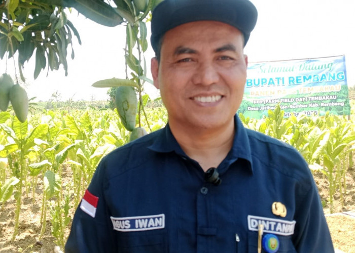 Petani Rembang Keluhkan Harga Tembakau Anjlok, Kadintanpan Ungkap Alasan Sinar Matahari Bikin Kualitas Merosot
