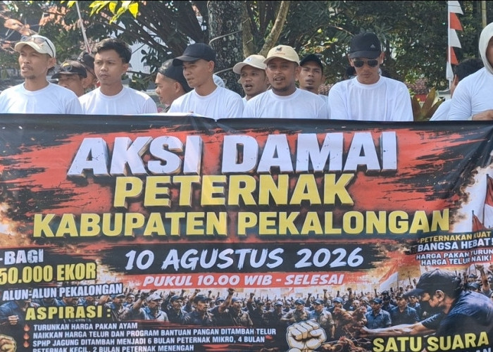 Harga Pakan Melambung Membuat Peternak Pekalongan 'Loyo', Tuntut Pemerintah Bertindak
