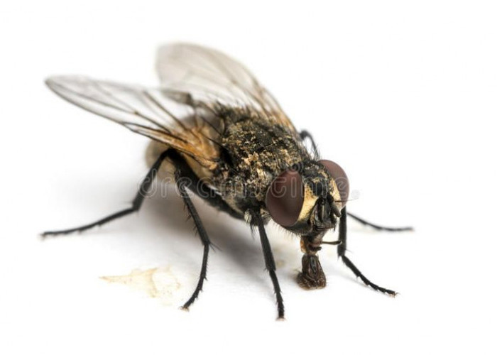8 Cara Efektif Mengusir Lalat dari Rumah, Salah Satunya Cuma Pakai Kantung Plastik!