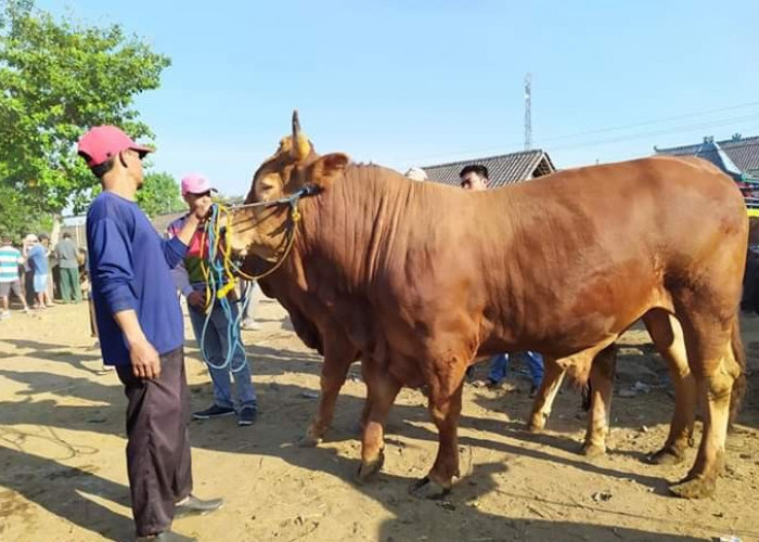 Pasar Hewan Beroperasi, Sepi Pedagang dan Pembeli