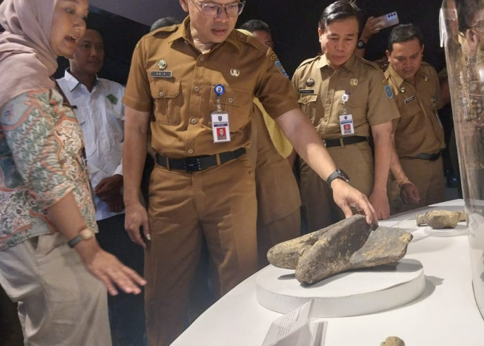 Fosil Kera Raksasa Berusia 2 Juta Tahun Dipamerkan di Trasa Kabupaten Tegal 