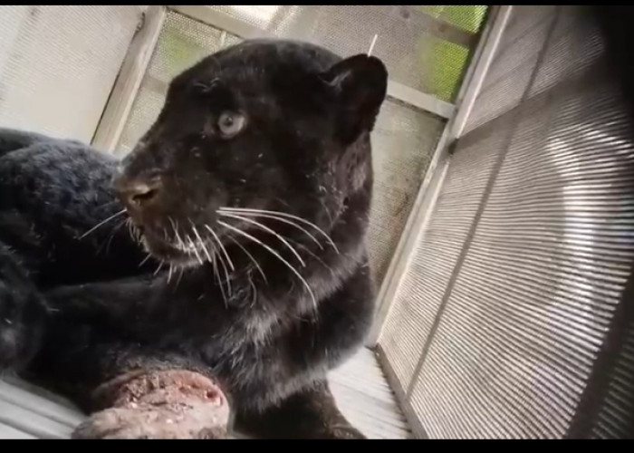 Geger Macan Kumbang Masuk Permukiman Warga Bawang Batang, Hewan Ternak Jadi Mangsa 