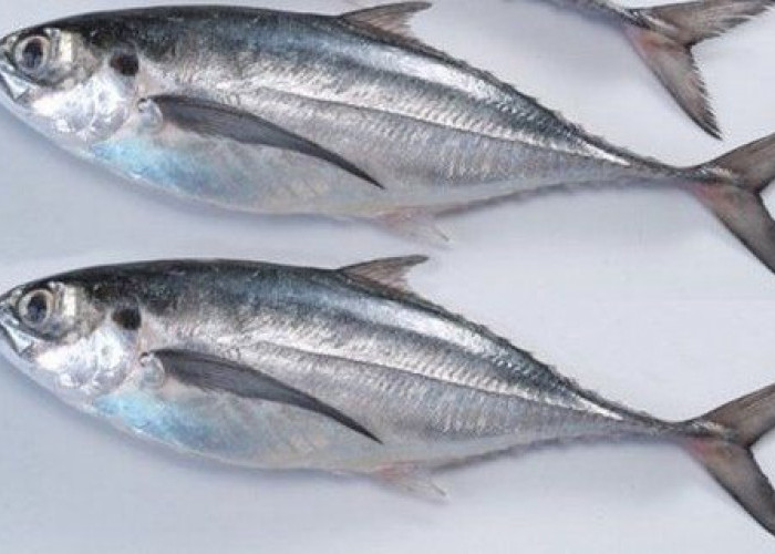 Kaya Omega-3, Inilah Deretan Manfaat Penting Ikan Tongkol Untuk Kesehatan Tubuh