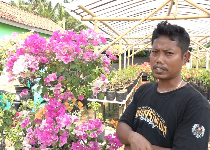 Hobi Jadi Cuan, Edi Maryoto Sukses Budidaya Bougenville di Kebumen, Harga Tanamannya Tembus Rp7 Juta