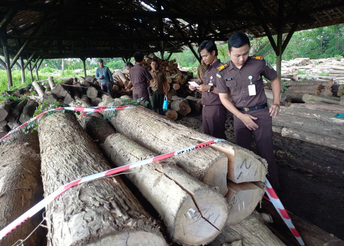 Kades Lebengjumuk Diduga Curi Puluhan Kayu Jati milik Perhutani KPH Purwodadi
