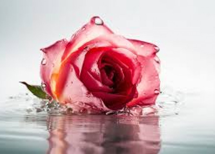 5 Tips Menggunakan Air Mawar dengan Benar untuk Menjaga Kecantikan Kulit