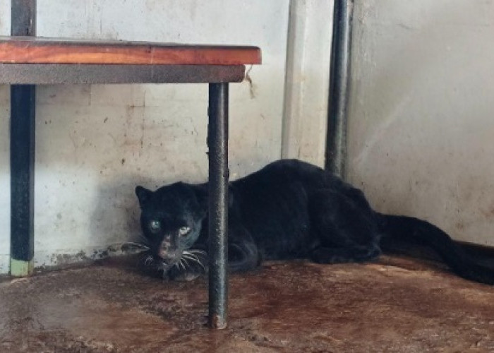 Kondisi Terkini Macan Kumbang Batang: Luka di Kaki, Masih Jalani Observasi
