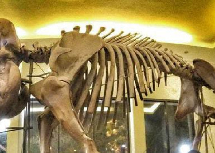 Ini Dia Tempat Wisata Edukasi Bersejarah Tentang Fosil Gajah di Blora