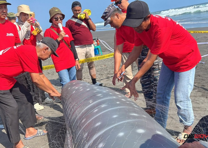 Hiu Paus hingga Penyu Terdampar di Purworejo, SEALIFE Latih Nelayan dan Petugas Penanganan Satwa