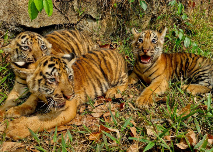 Kenalkan Nara, Lawang, dan Semar, Tiga Anak Harimau Benggala di Semarang Zoo