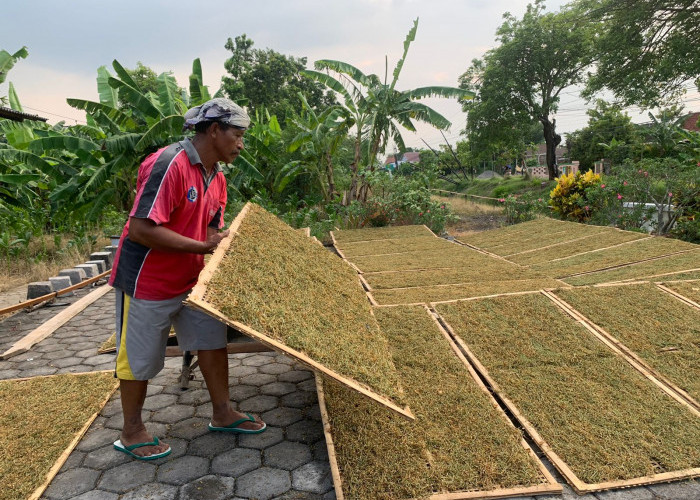 Harga Turun Drastis Petani Tanaman Tembakau Merugi