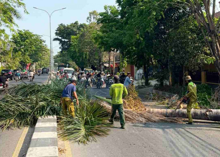 Antisipasi Kecelakaan, DLH Tebang Ratusan Palem Tua di Jalan Protokol Rembang 