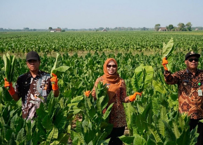Produksi Tembakau Demak Capai 5.195 Ton, Pemkab Pastikan Dukungan untuk Petani Terus Berjalan