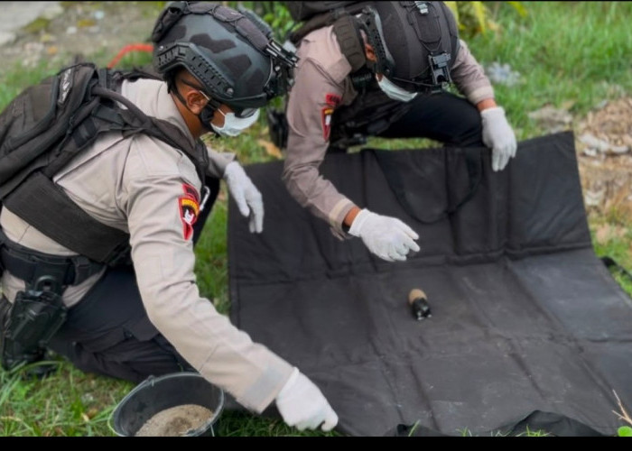 Petani di Penujah Tegal Temukan Granat Nanas di Lahan Jagung