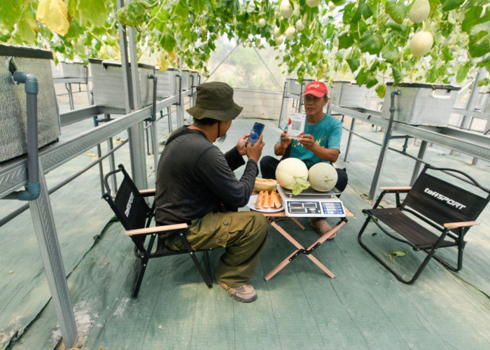 Tak sekadar pemanfaatan Auto Dosing System, bagi pengunjung petik buah melon dan anggur yang tidak membawa uang tunai, bisa melakukan pembayaran lewat Quick Response Code Indonesian Standard (QRIS).
