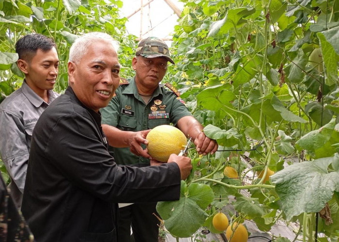 Wisata Petik Buah Melon di Agro Wisata Kalisapu Kabupaten Tegal