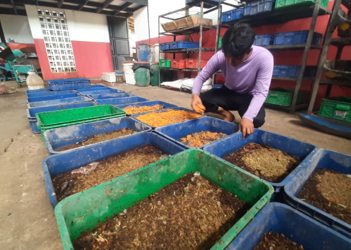 Tekan Sampah Organik, TPA Jatibarang Semarang Budidaya Maggot 