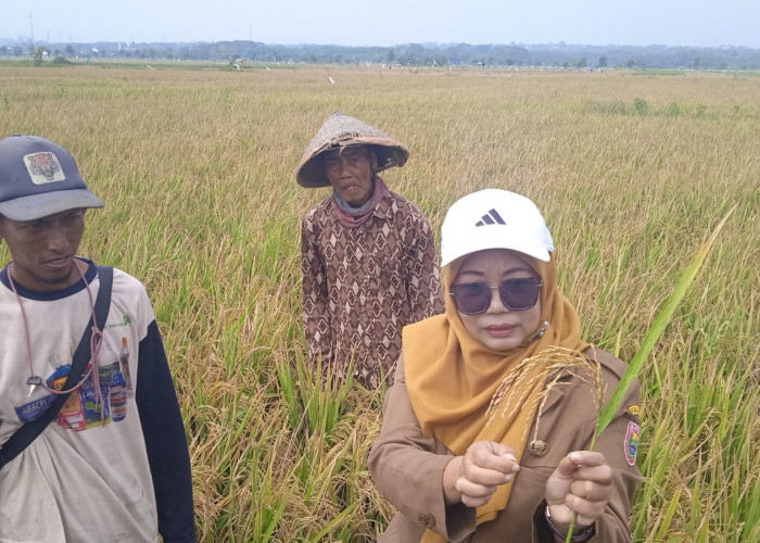 Padi Biosalin Mulai Dipanen di Lahan Rob Batang, 2 Hektare Berhasil Produksi