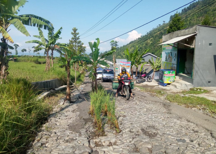 Warga Kesal Tanam Pohon di Jalan Rusak Parah  yang Tak Kunjung Diperbaiki