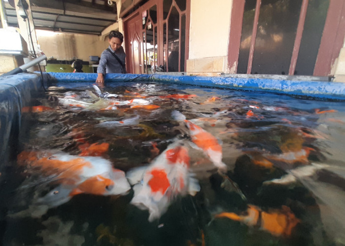Ancaman Mati Listrik di Jawa Bikin Pengusaha Ikan Hias Semarang Waswas, Kerugian Bisa Tembus Puluhan Juta