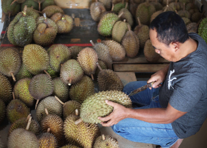 Setengah Ton Durian Bawor di Kota Tegal Ludes dalam 10 Hari