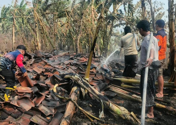 Dua Kandang Kerbau di Undaan Kudus Kebakaran