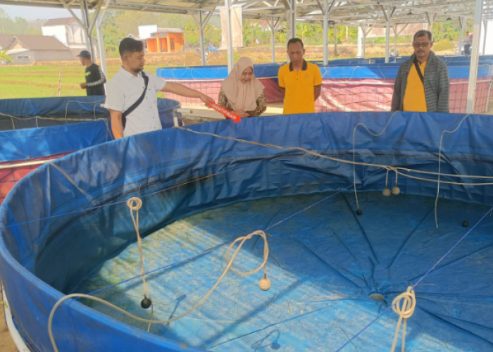 Ditemukan Kapur Barus, 5.000 Ikan Lele Milik Koperasi Merah Putih di Boyolali Mati Diduga Diracun 