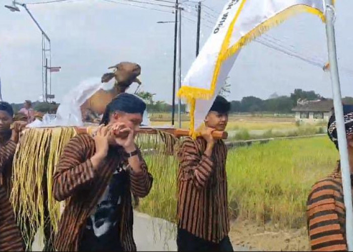 Kirab Ingkung Kambing Kendit dan 8 Gunungan Warnai Tradisi Rasulan Warga Wiro Bayat Klaten 
