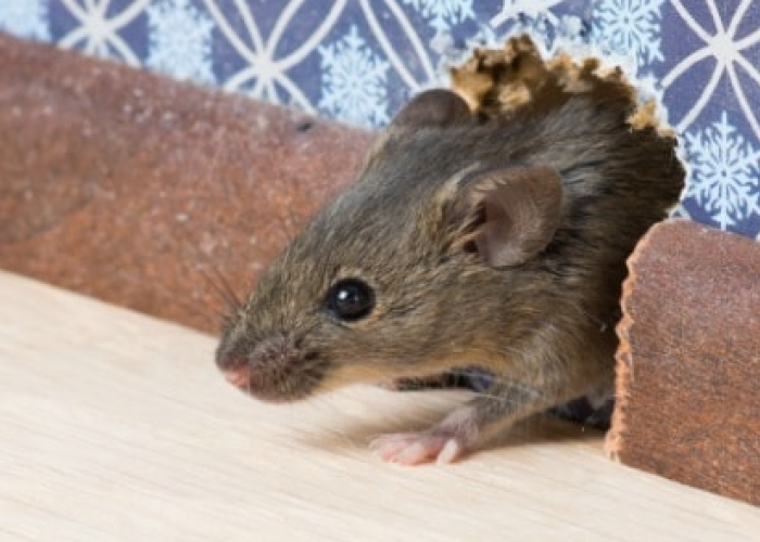 6 Tips Efektif yang Bisa Anda Lakukan untuk Mengusir Tikus Dirumah