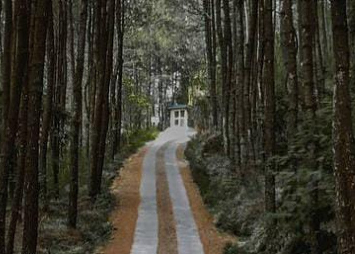 Ini Dia Daya Tarik Wisata Hutan Pinus Magelang, No 3 Menyerukan 