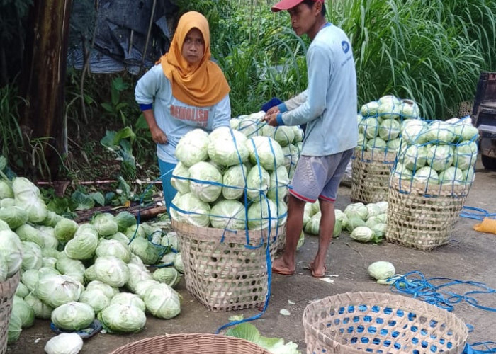 Relawan Prabowo Borong Sayur yang Tak Laku dari Petani 7 Ton per Hari untuk Kaum Duafa