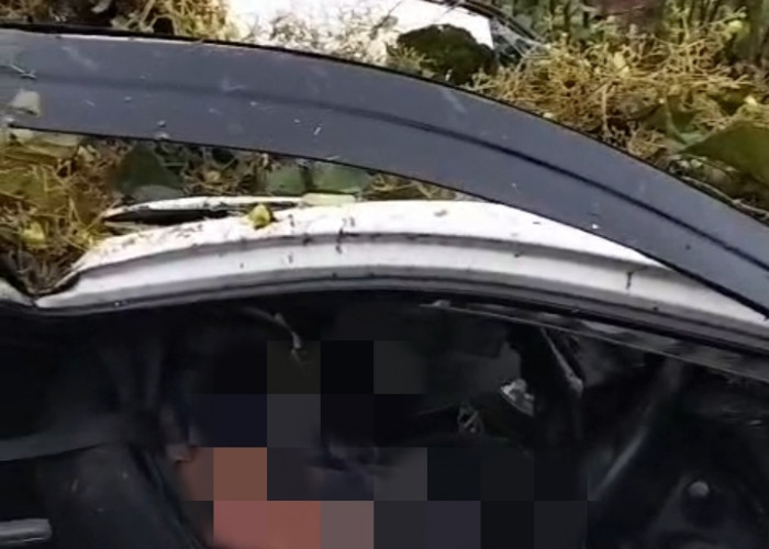 Hujan Angin Robohkan Pohon Jati di Pantura Batang, Sebuah Mobil Tertimpa