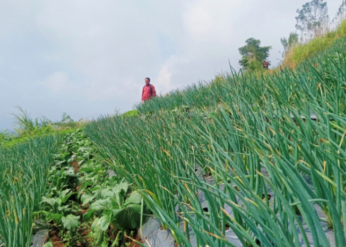 Harga Bawang Teropong di Kabupaten Pemalang Anjlok 