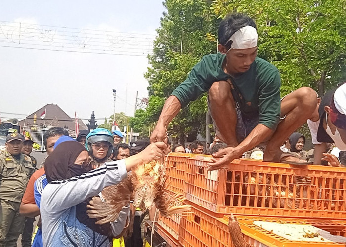 Ironi di Balik Aksi Peternak Batang Bagi 600 Ayam Gratis 