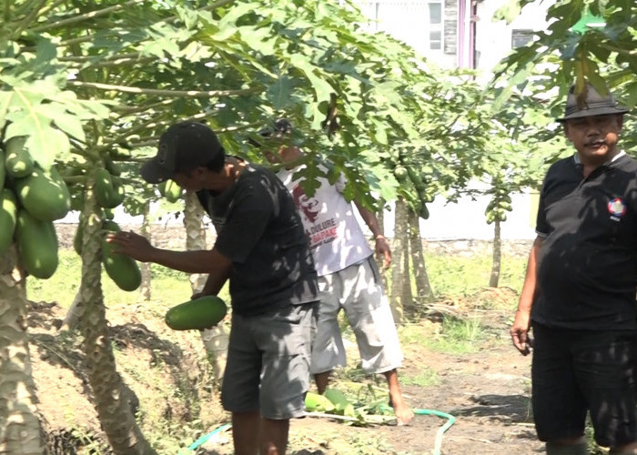 Panen Pepaya Kalina Capai 1,5 Ton per Pekan, BUMDes Serut Perkuat Ketahanan Pangan dan Dongkrak Ekonomi Desa
