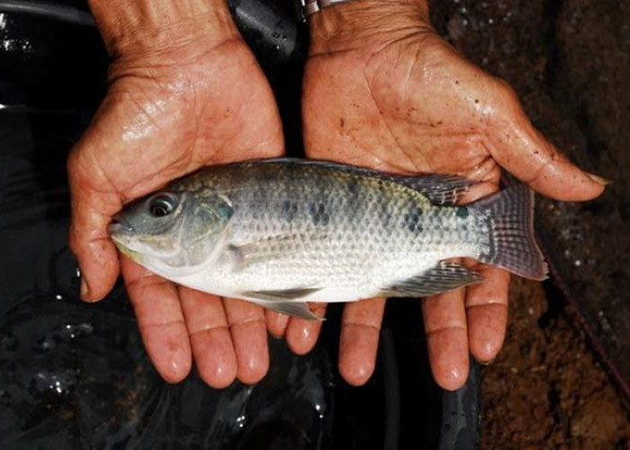 Inilah 7 Manfaat Ikan Nila Bagi Kesehatan Tubuh, Nomor 5 Sungguh Tidak Terduga