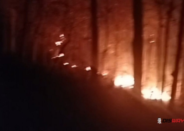 Kebakaran Hutan Perhutani Buayan Kebumen, 1 Hektare Lahan Terbakar