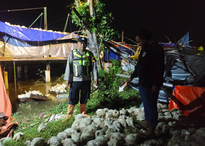 Ribuan Ayam Terancam Mati, Angin Kencang di Pati Terjang Kandang Peternakan Unggas