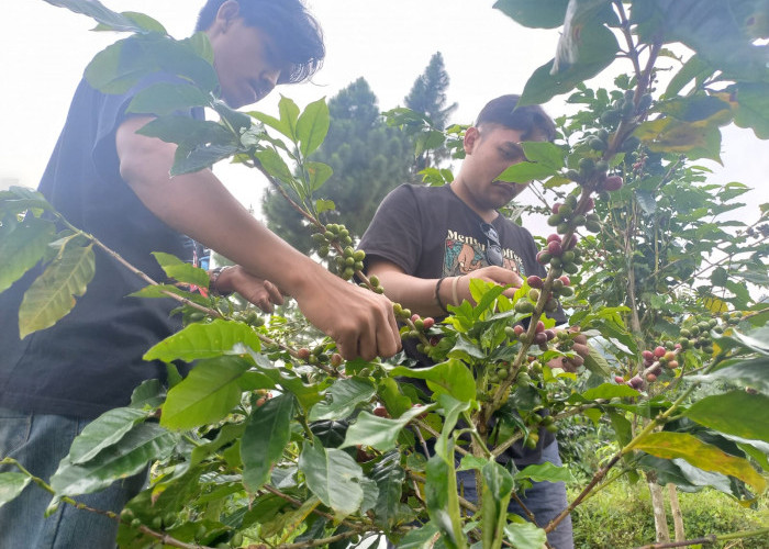 Hasil Produksi Kopi di Kabupaten Tegal Terbatas, Bikin Petani Kesulitan untuk Ekspor
