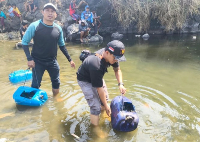 Tebar 300 Benih Ikan Lele 