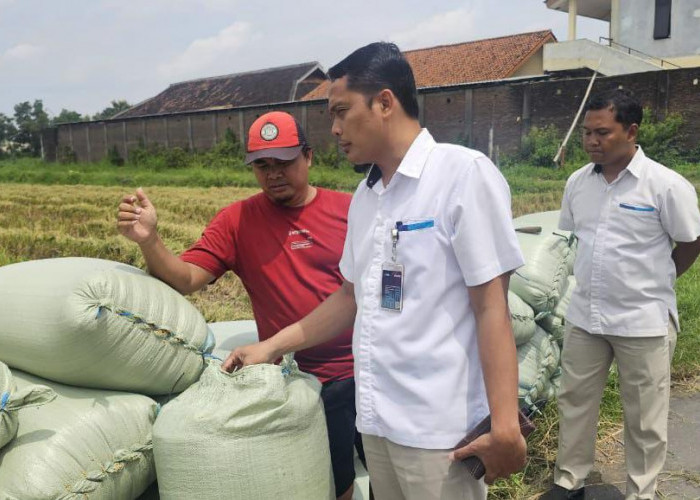 Bulog Soloraya Kejar Target 93.750 Ton di Puncak Panen